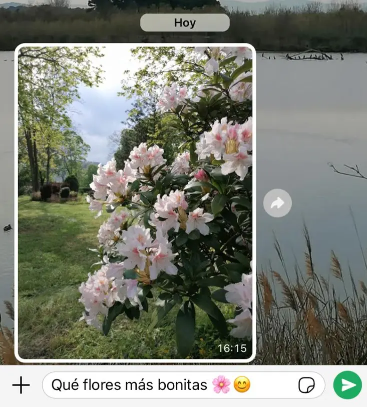 Captura de pantalla de iPhone de un chat de WhatsApp con una foto de unas flores Imagen: Captura de pantalla de iPhone de un chat de WhatsApp con una foto de unas flores